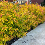 Golden Spirea Shrub Live Tree Plant in Quart Pot, 1 Year Old Well-Rooted, Dormant in Winter, 6-14 Inches in Tall, Winter Meadowsweets Bush for Planting