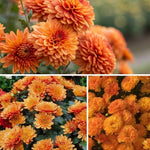 Chrysanthemum Plants Live 4 to 7 Inch Tall, Mums Live Plants, Vibrant Perennial Mum Plant for Planting in Garden (Orange)