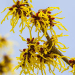 Yellow Witch Hazel Tree Shrub Flowering Bushes Witch Hazel Plants Tree in Quart Pot, 6 to 12 Inc Tall Live Plants, Witch Hazel Plants