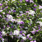 Sets 2 Change Color Live Brunfelsia Plants 5-8" Tall - Yesterday Today Tomorrow Flowering Shrub for Indoor and Outdoor, Multi-Colored Flowers