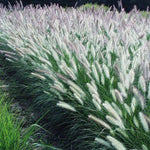 2 White Fountain Grass Plants Live, 5-9 Inch Tall Ornamental Grass Live Plants for Landscaping and Garden Borders