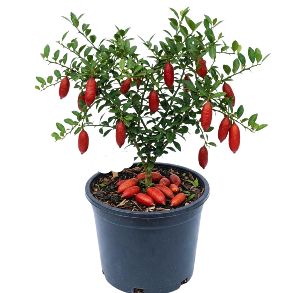Red Finger Lime Tree Live Plant, Citrus Plant Live Garden, 1-2 Feet Tall, Fruit Gardening, Finger Lime Plant Pot 1 Gallon