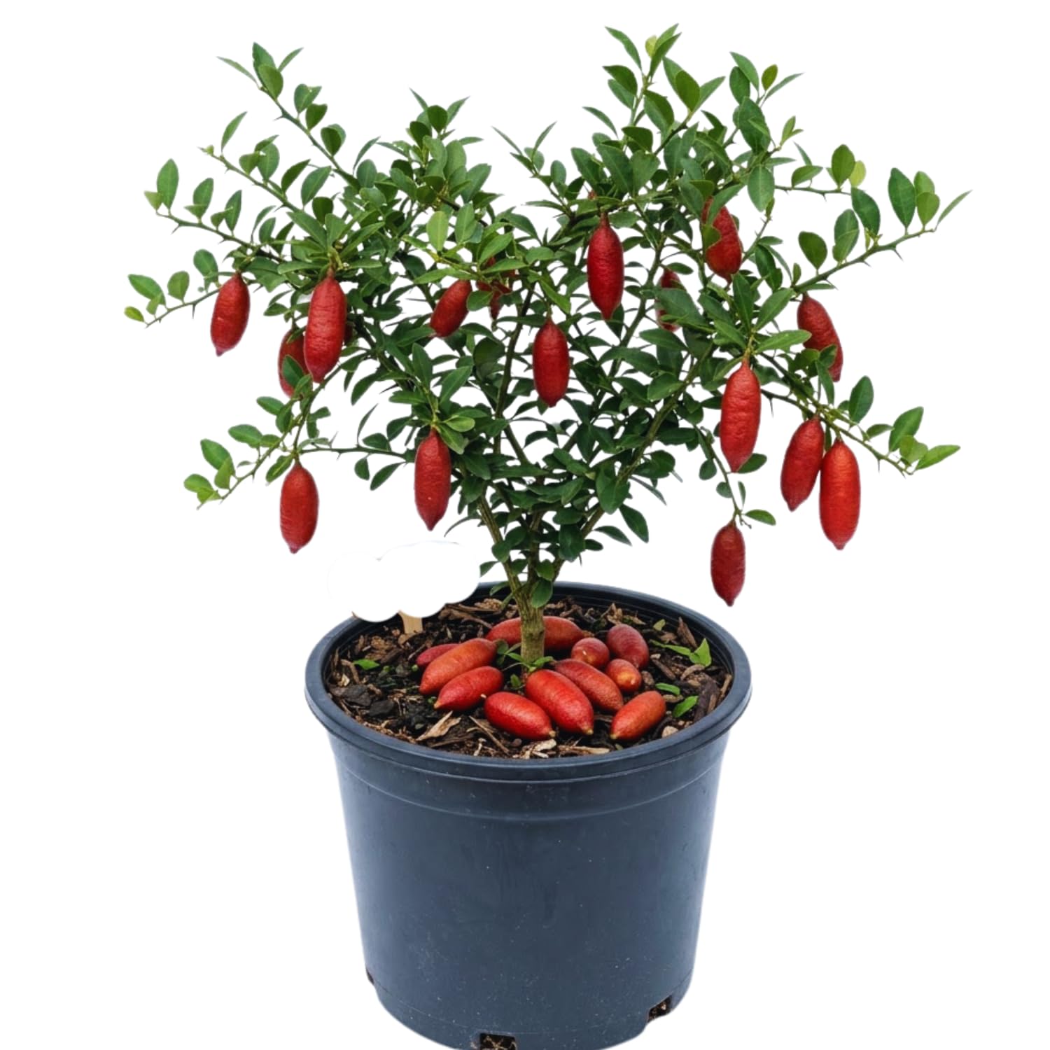 Red Finger Lime Tree Live Plant, Citrus Plant Live Garden, 1-2 Feet Tall, Fruit Gardening, Finger Lime Plant Pot 1 Gallon