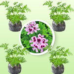 Set 4 Live Citronella Plants Live, Fragrant Citronella Geranium Live Plants, 4-9" Tall, Outdoor Live Plants for Patio and Garden