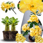 02 Double Yellow Desert Rose Live Plants, Starter Adenium 3-6 Inches Tall, No Pot, No Flower, Tropical Flowering Succulent Plants for Indoor Outdoor Growing
