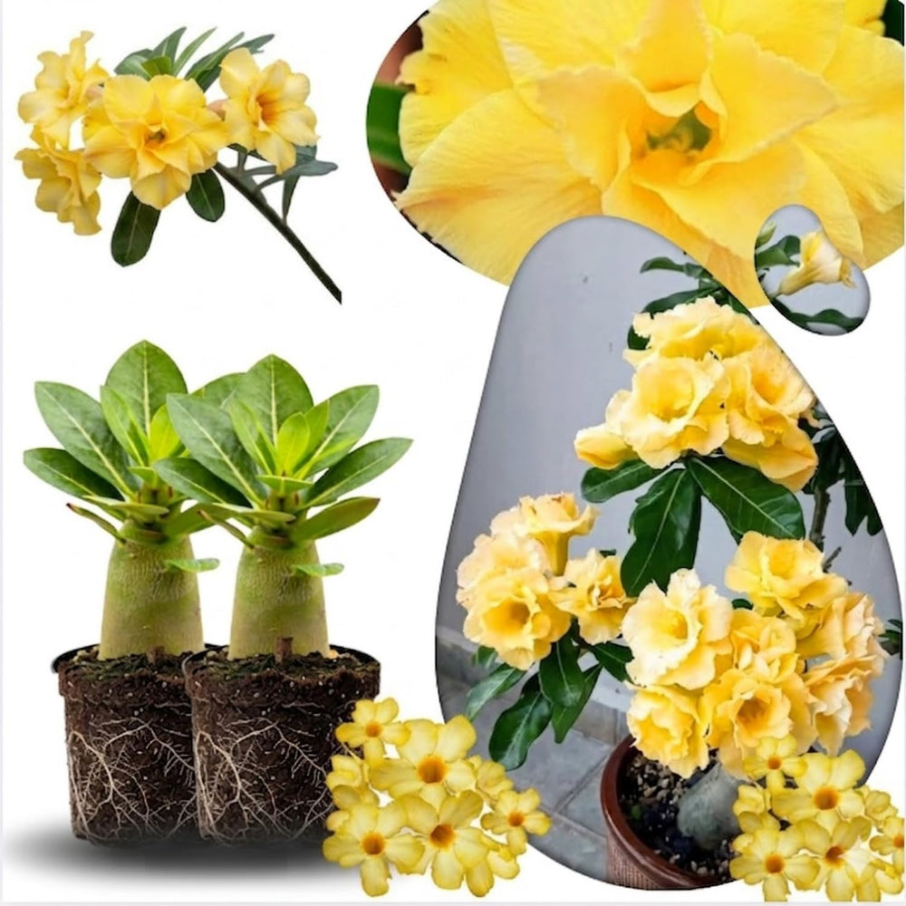 02 Double Yellow Desert Rose Live Plants, Starter Adenium 3-6 Inches Tall, No Pot, No Flower, Tropical Flowering Succulent Plants for Indoor Outdoor Growing