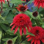 100 Coneflower Seeds for Planting, Echinacea Seeds, Double Coneflower Flower Seed, Heirloom Seed, Perennial Flower Garden