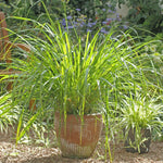 Live 10 Lemon Grass Plants for Outside, Lemongrass Plants Live, No Pot, Well Rooted, Trim Back, Fresh Fragrant Lemon Grass Stalks Plants for Outside Live