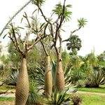 Palm Tree Live Plant Indoor Outdoor, Rare Succulent Palm Houseplant for Indoor or Outdoor Growing, 1 Gallon Pot, Green Leaves White Flowers