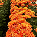 2 Orange Chrysanthemum Plants Live, Mums Plants Live, Chrysanthemum Flowers Perennials for Zone 6