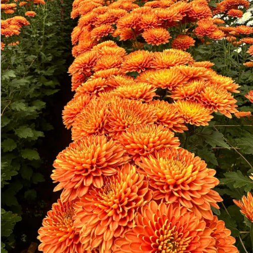 2 Orange Chrysanthemum Plants Live, Mums Plants Live, Chrysanthemum Flowers Perennials for Zone 6