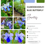 Blue Butterfly Clerodendrum Plant Live, 5-9" Tall Tropical Flowering Shrub, Clerodendrum Vine
