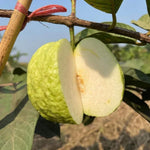White Guava Tree Live Plant, 6-8 Inches Tall in 4 Inch Pot, Tropical Fruit Tree Well-Rooted Guava Plant