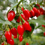2 Goji Berry Plants 4–6" Tall, Live Fruiting Shrub for Patio, Containers and Backyard Gardening, Hardy Outdoor Plant