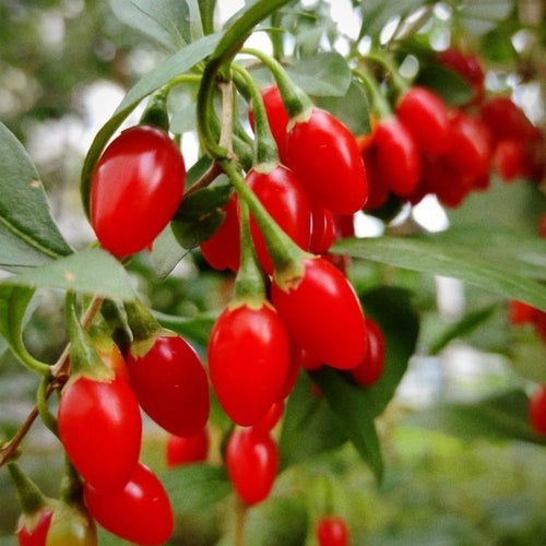 2 Goji Berry Plants 4–6" Tall, Live Fruiting Shrub for Patio, Containers and Backyard Gardening, Hardy Outdoor Plant