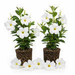 2 White Mandevilla Plants Live 4–7" Tall, Live Mandevilla Flowering Tropical Vines for Patio, Containers and Backyard Landscaping
