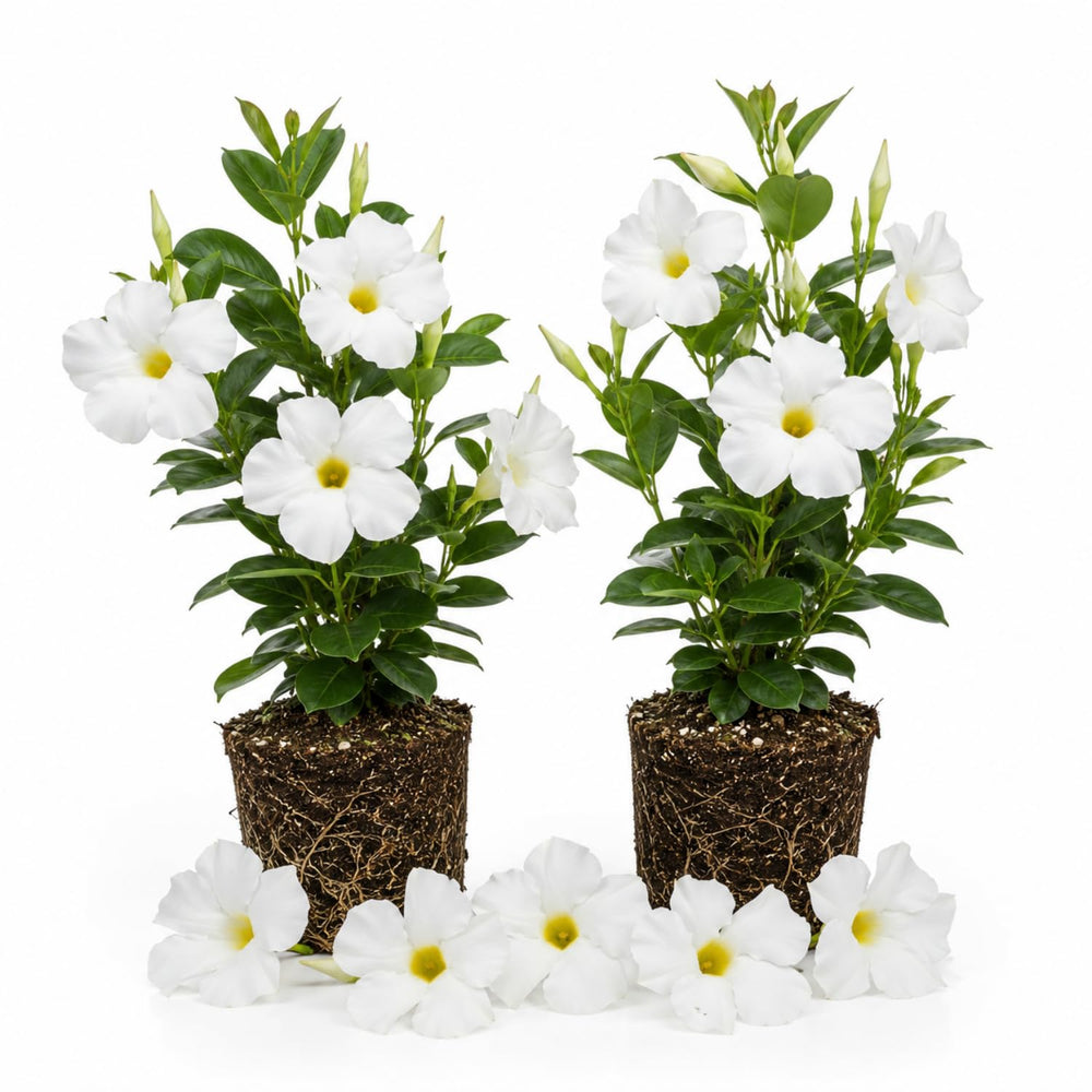 2 White Mandevilla Plants Live 4–7" Tall, Live Mandevilla Flowering Tropical Vines for Patio, Containers and Backyard Landscaping