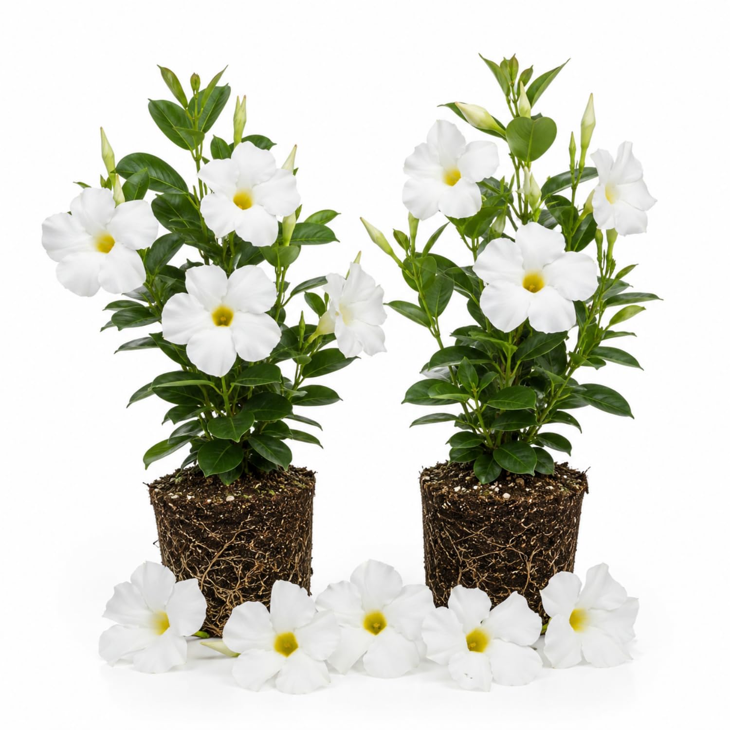 2 White Mandevilla Plants Live 4–7" Tall, Live Mandevilla Flowering Tropical Vines for Patio, Containers and Backyard Landscaping