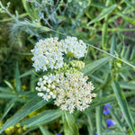 2 White Milkweed Plants Live, 5-8 Inch Tall, Butterfly Milkweed Asclepias Tuberosa Plant for Perennial Flower