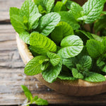 Spearmint Plant Live in 4'' Pot, Mint Herb Plants for Culinary and Garden Growing, Perennial Herbs