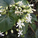 Random Clerodendrum Plants 4–7" Tall, Live Flowering Garden Plants for Patio, Containers and Backyard Landscaping