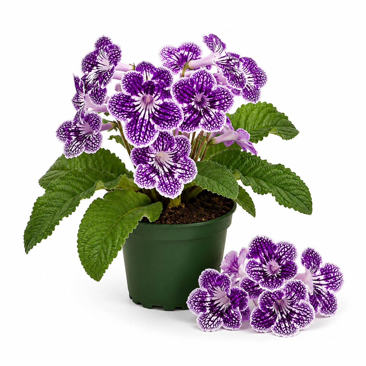 Grape Ice Streptocarpus Lady Slipper Plants in 3.25 Inch Pot, Live Flowering Houseplant for Patio, Containers and Indoor Gardening