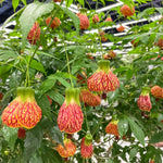 3 Orange Abutilon Plants Live, Orange Lantern Abutilon Live Plant 4 to 6 Inch Tall, Abutilon Flowering Live Plant