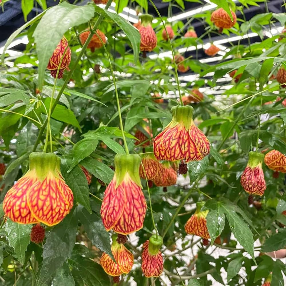 3 Orange Abutilon Plants Live, Orange Lantern Abutilon Live Plant 4 to 6 Inch Tall, Abutilon Flowering Live Plant