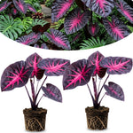 Set 2 Alocasia Live Plants for Planting, 5 to 7 Inc Tall, Indoor Houseplant Alocasia Plant Live, No Pot, Alocasia Colocasia Taro Plants for House Plants (Red Black)
