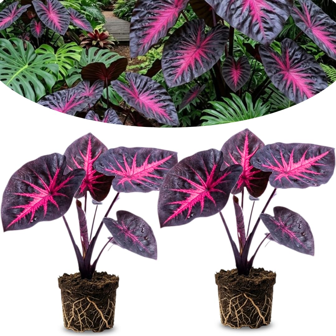 Set 2 Alocasia Live Plants for Planting, 5 to 7 Inc Tall, Indoor Houseplant Alocasia Plant Live, No Pot, Alocasia Colocasia Taro Plants for House Plants (Red Black)