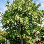2 Black Locust Seedlings Bare Roots, Hardy Black Locust Tree for Outdoor Planting, 6-8 Inches Tall, Well-Rooted, Ready to Grow