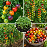 2PPP Rainbow Cherry Tomato Plants Live, Garden Vegetable Plant, 5-8'' Tall