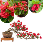 2 Euphorbia Milii Red Crown of Thorns Plant Live, Cold Hardy Succulent Houseplant 4-7" Tall with Constant Blooms