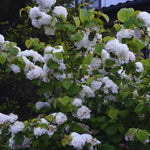 2 Japanese Snowball Viburnum Bush Plants Live Bare Roots, Hardy Viburnum Snowball Plant Live Bush, 1-2 Feet Tall for Gardening