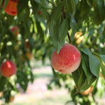Deep Color Peach Tree Plant Live, Well-Rooted Fruit Tree, 1-2 Ft Tall