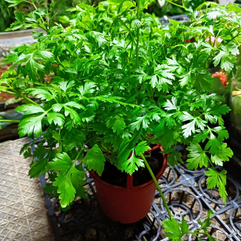4 Parsley Plants Live for Planting, 4 to 7 Inc Tall, Parsley Vegetable Plant for Growing Indoor Outdoor