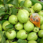 Pink Guava Tree Live Plant, Guava Plant Live for Planting Outdoor, Fruit Tree Plant from 5 Inc Long