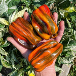 Set 2 Pepper Plants Live for Planting, Pepper Plant, 4-6 Inc Tall, Live Vegetable Plants for Indoor Outdoor Growing (Variegated Chocolate Cherry Peppers)