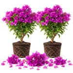 2 Purple Bougainvillea Live Plants, Tropical Flower Plant, 4-8 Inch Tall
