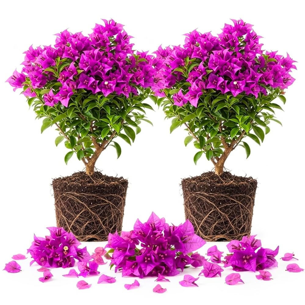 2 Purple Bougainvillea Live Plants, Tropical Flower Plant, 4-8 Inch Tall