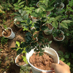Jaboticaba Tree Live Plant, 1 Foot Tall, No Pot, Live Starter Brazilian Grape Tree for Outdoor Growing, Exotic Fruit Tree