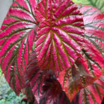 Begonia Plant Live, Colorful Begonia Plants 4-8 Inches, Decorative Houseplant for Indoor Outdoor Gardens and Containers (Red Green Foliage)