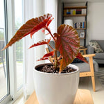 Begonia Plant Live, Colorful Begonia Plants 4-8 Inches, Decorative Houseplant for Indoor Outdoor Gardens and Containers (Pink Polka Dot Foliage)