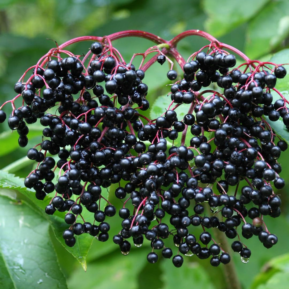 2 Black Elderberry Live Plants, Bare Root Berry Plant, 10-12 Inch Tall