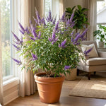 Vitex Chaste Tree for Outdoor Garden