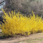 1 Lynwood Gold Forsythia Bush Live Plant 6 to 13 Inch Tall, Yellow Forsythia Live Plant Home Garden, in Pot
