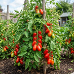 2 Long Red Tomato Plants, 6-8 Inc Tall, Live Tomato Plants for Planting