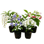 Random Clerodendrum Plants 4–7" Tall, Live Flowering Garden Plants for Patio, Containers and Backyard Landscaping