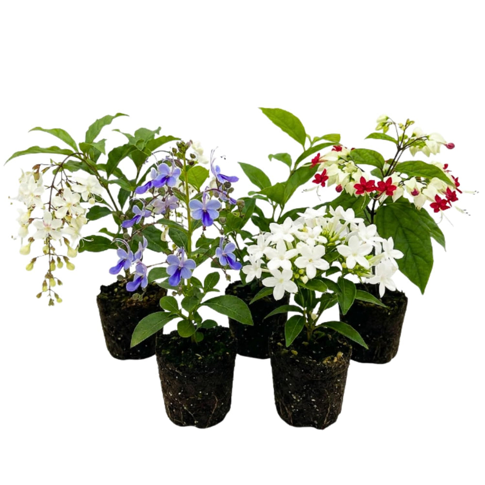 Random Clerodendrum Plants 4–7" Tall, Live Flowering Garden Plants for Patio, Containers and Backyard Landscaping