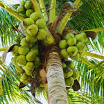 Sprouted Green Coconut Plant Tree, 6 to 8 Inc Long, Coconut Tree Live Plant